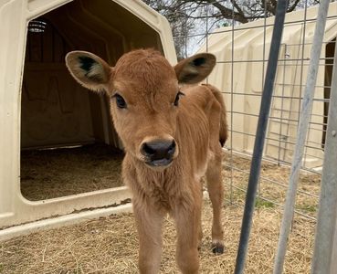 Agent Favorite: Jersey Barnyard